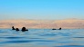 Dead Sea and Amman City Tour from Amman  2
