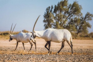 Eastern Desert Castles, Shaumari Reserve and Azraq Wetlands Day Trip from Amman 1 (2)