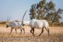 Eastern Desert Castles, Shaumari Reserve and Azraq Wetlands Day Trip from Amman 1 (2)