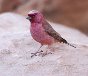 Jordan Bird watching Tours customized