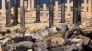 Umm Qais full day tour 